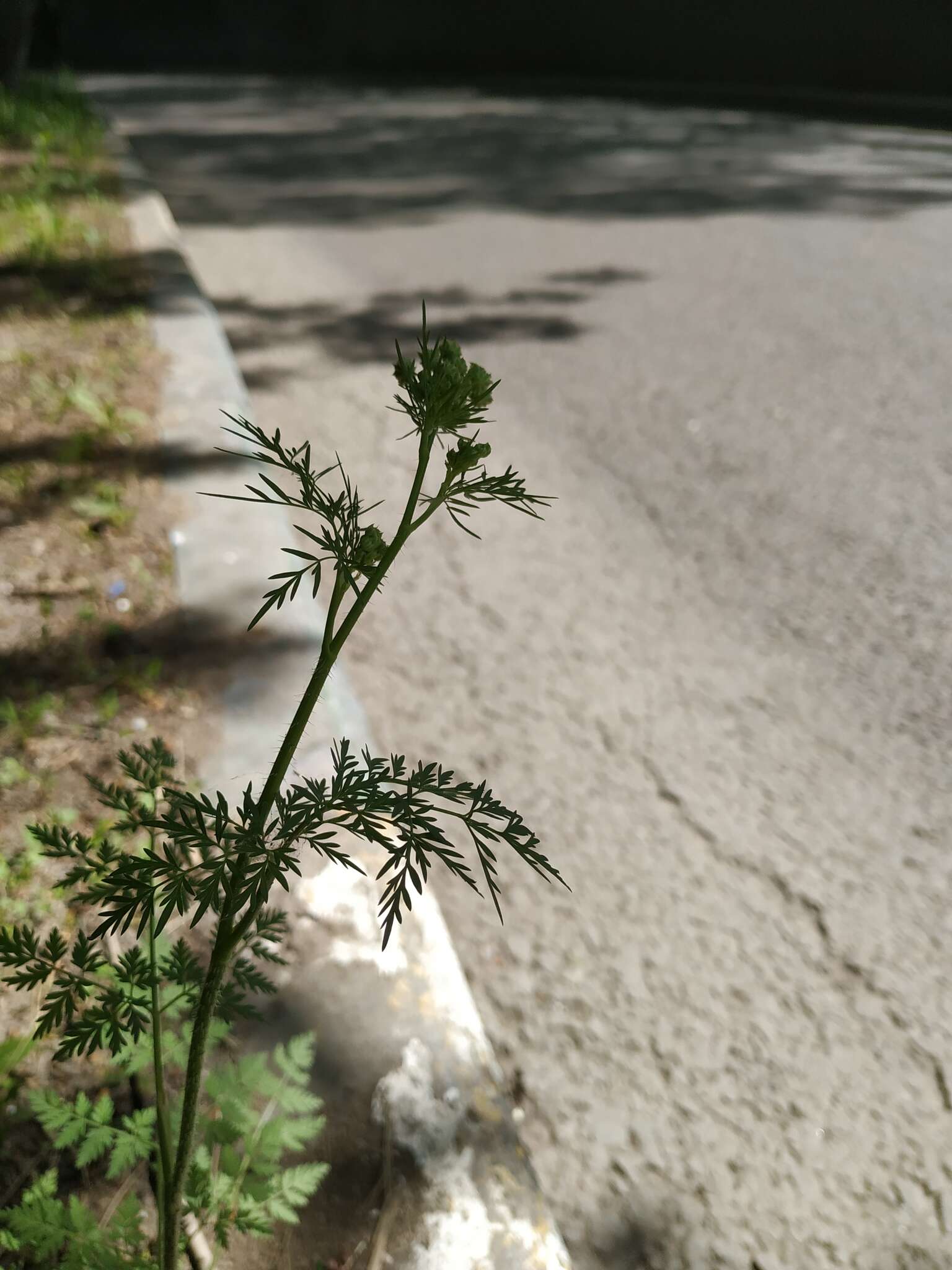 Image of Chaerophyllum prescottii DC.