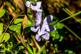 Image of Streptocarpus haygarthii N. E. Brown ex C. B. Clarke