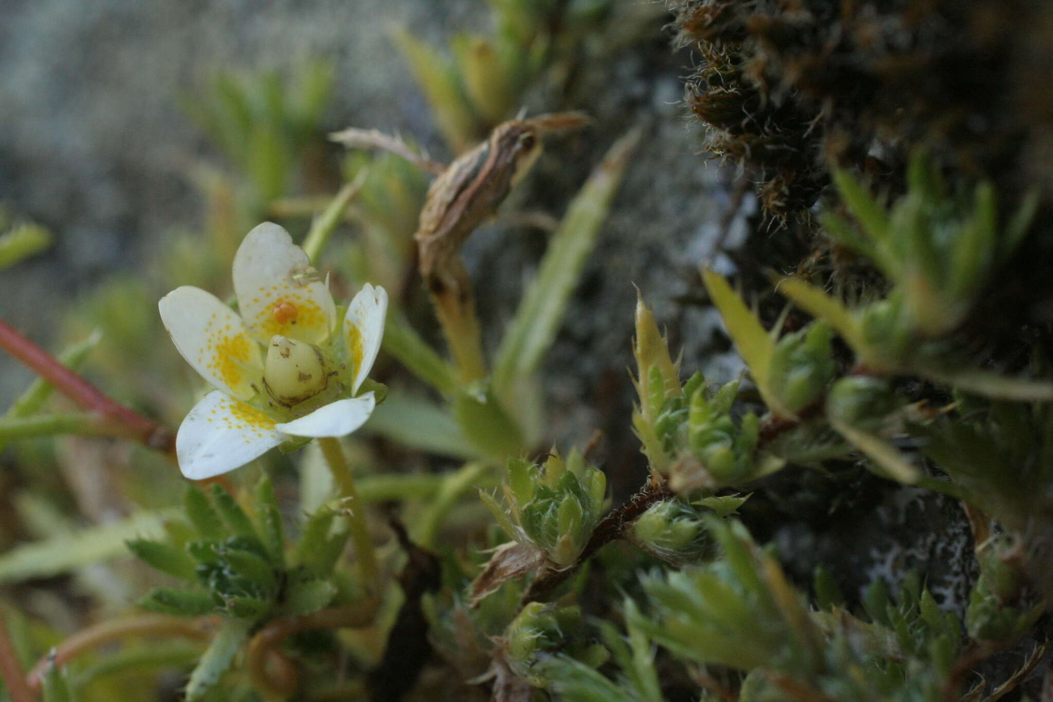 Imagem de Saxifraga aspera L.