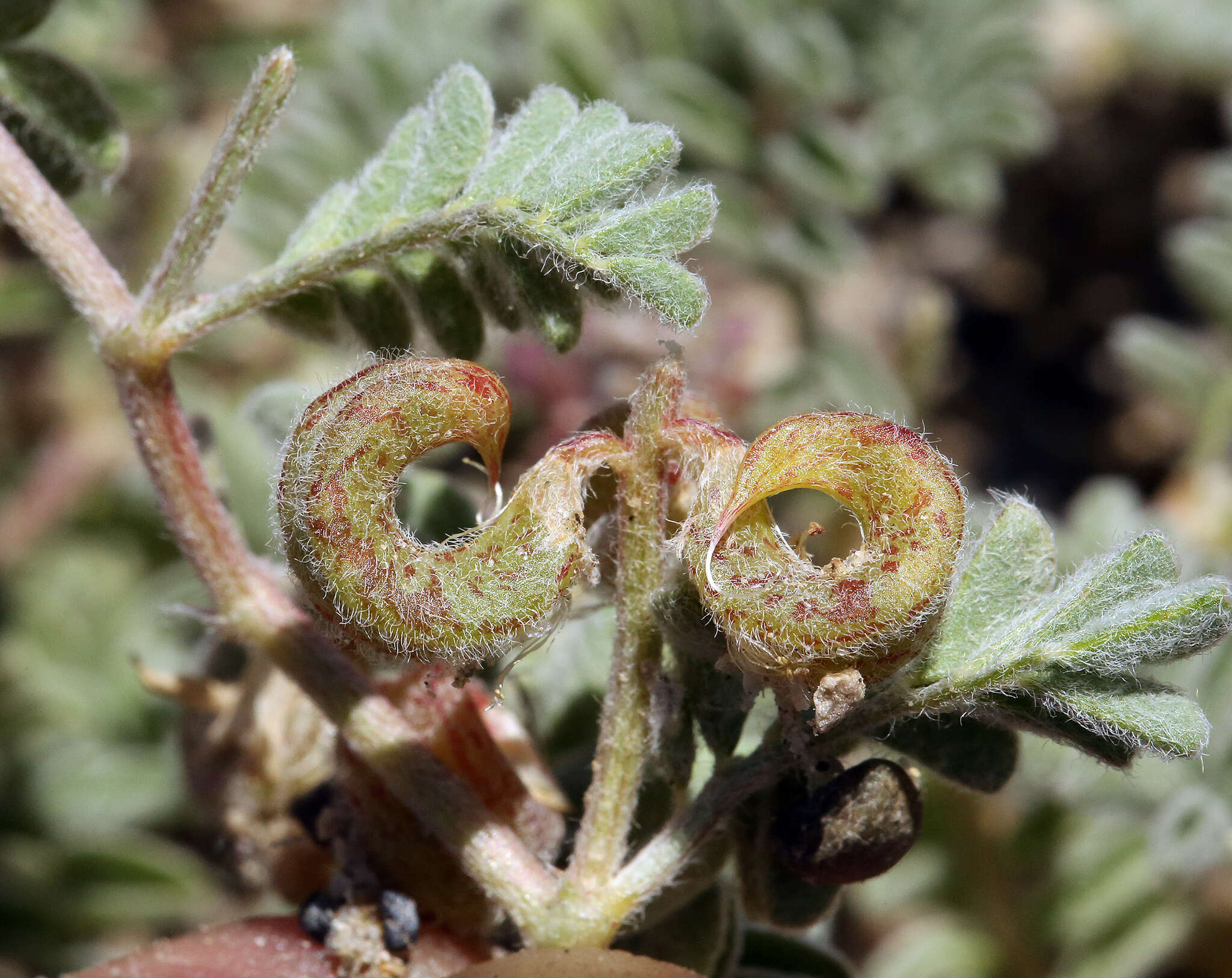 Слика од Astragalus lentiginosus var. pseudiodanthus