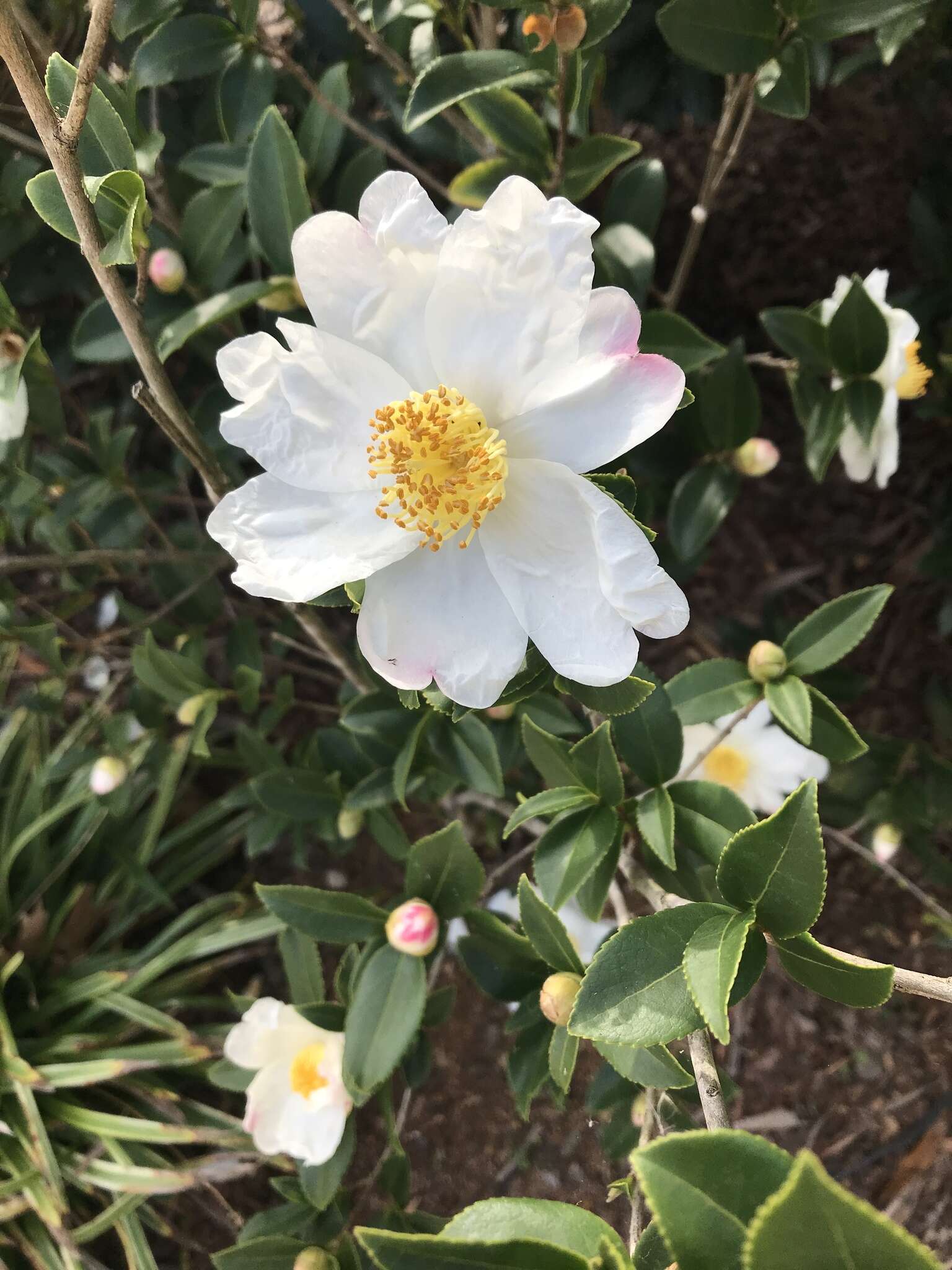 Слика од Camellia oleifera Abel.