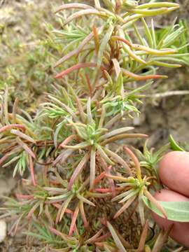 Image of Moss-rose Purslane