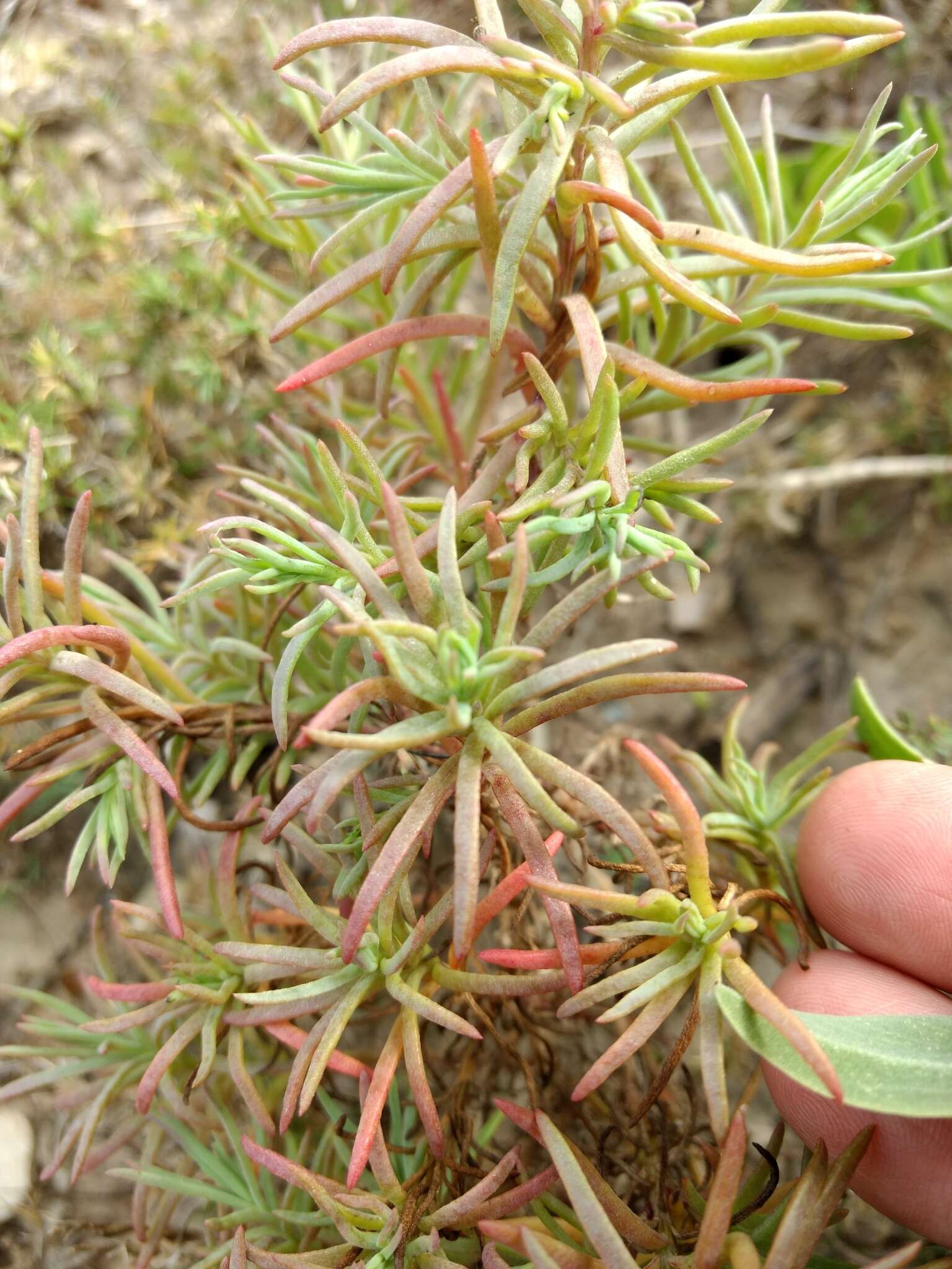 Image of Moss-rose Purslane