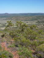 Image de Eucalyptus lansdowneana F. Müll. & J. E. Brown