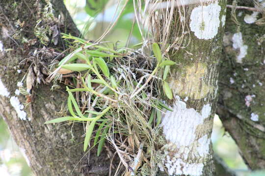 Image de Epidendrum rigidum Jacq.