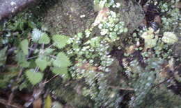 Image of Urtica sykesii Grosse-Veldm. & Weigend