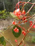 Image of Begonia radicans Vell.