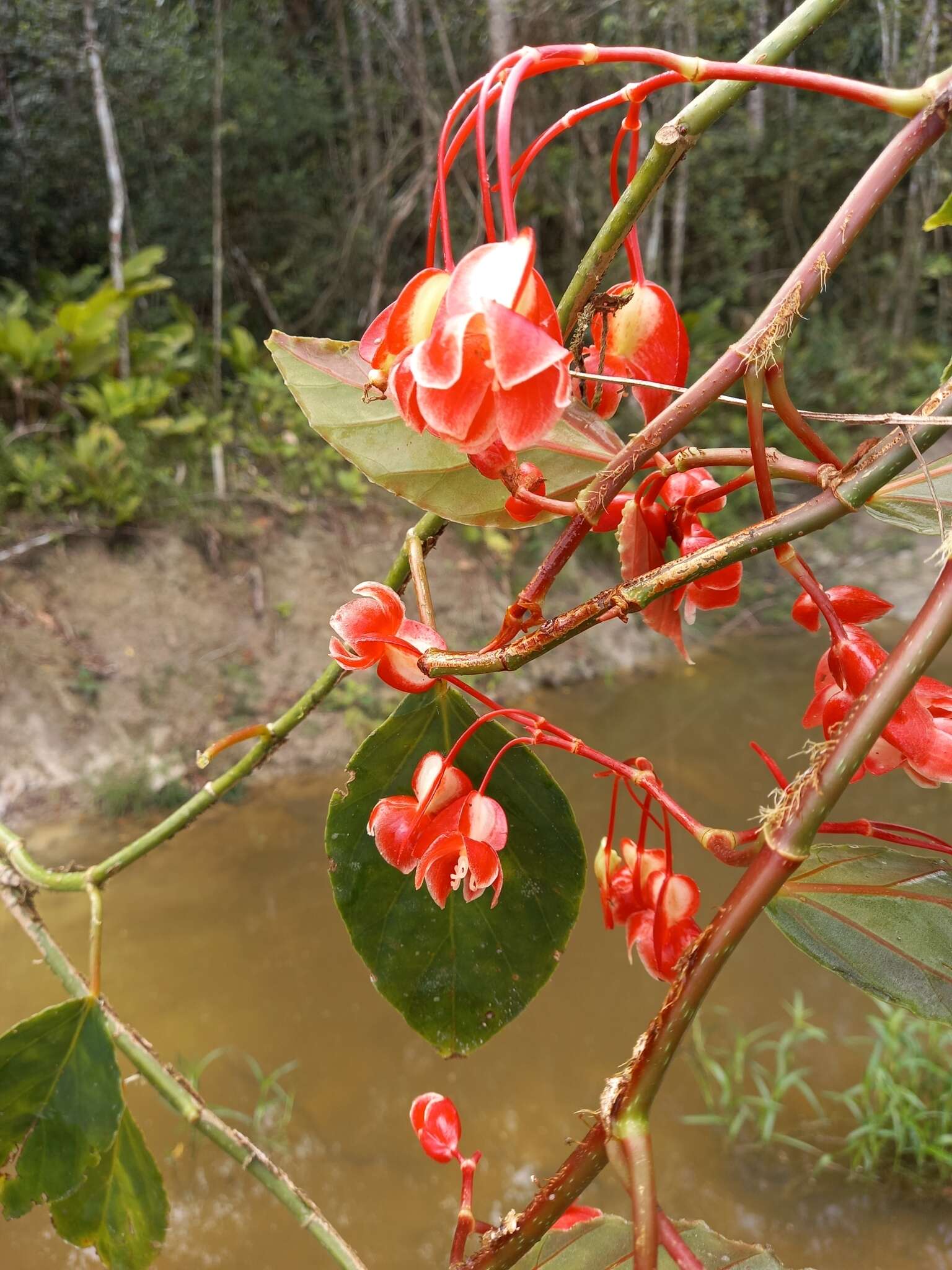 Image of Begonia radicans Vell.