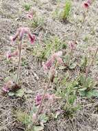 Image of Chinese Foxglove