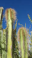 Image of senita cactus