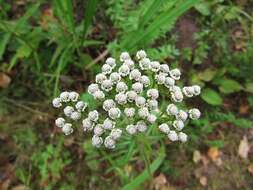 Achillea ptarmicoides Maxim. resmi