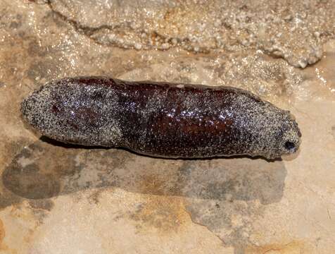 Image of white spot cucumber