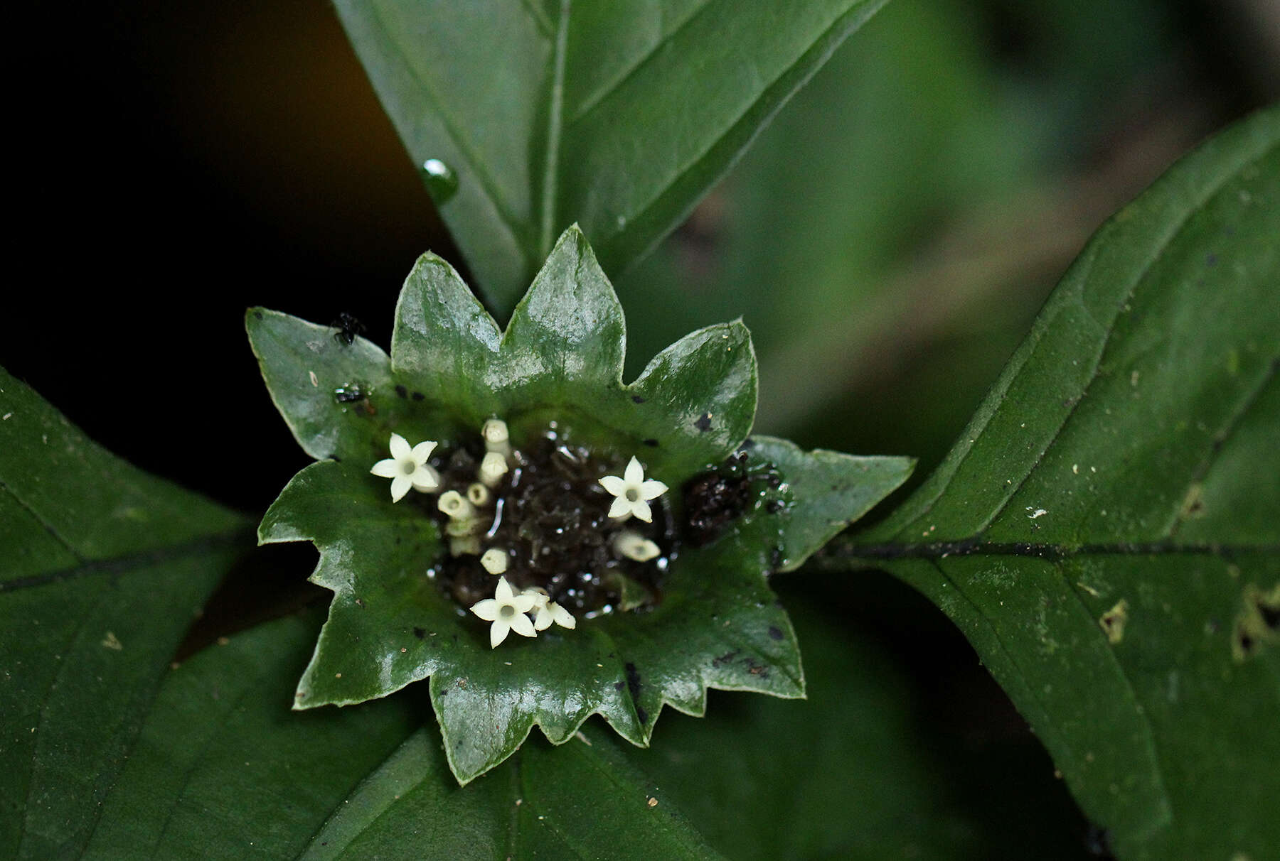 صورة Hymenocoleus scaphus (K. Schum.) Robbr.