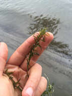 Image of western waterweed