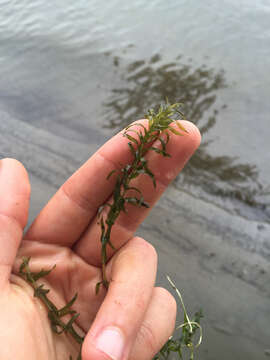 Image of western waterweed