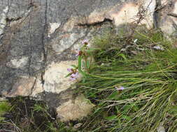 Image of Antherotoma debilis (Sond.) H. Jacques-Félix