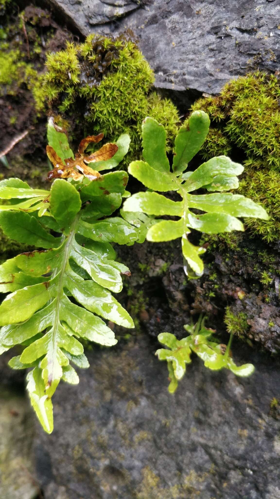 Polypodium cambricum subsp. macaronesicum (Bobrov) Fraser-Jenkins的圖片