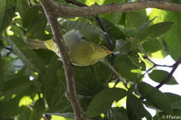 Image of Rufous-headed Tanager