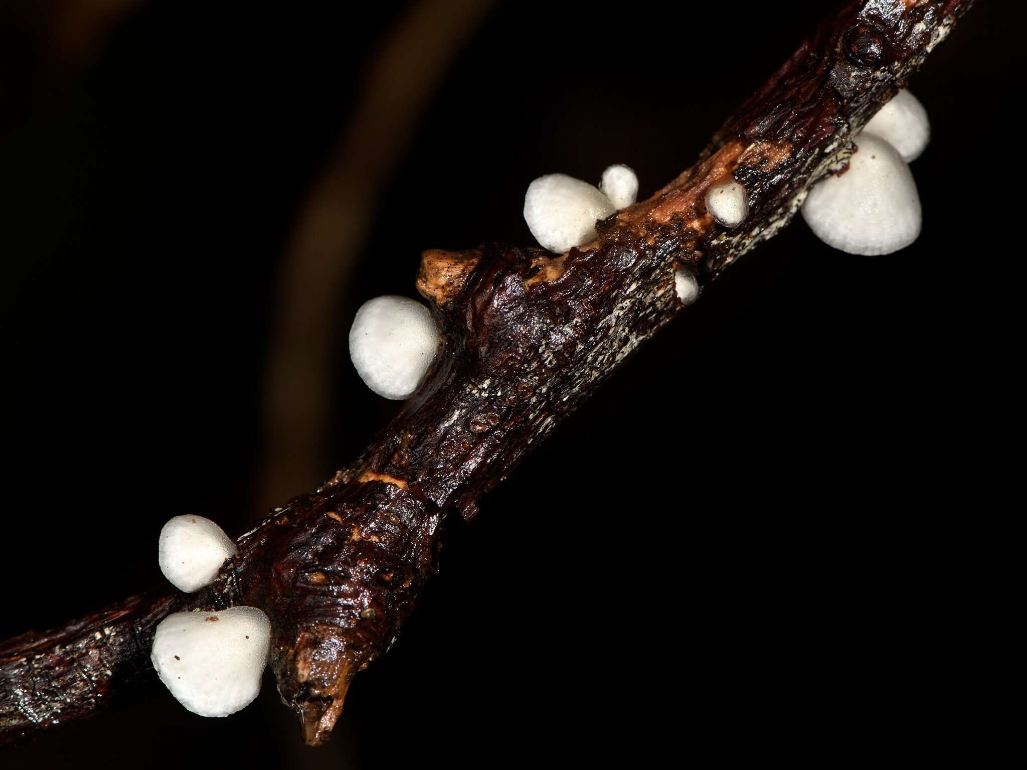 Hohenbuehelia cyphelliformis (Berk.) O. K. Mill. 1986 resmi