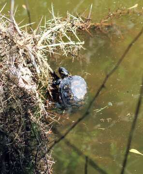 Image of Emys orbicularis galloitalica Fritz 1995