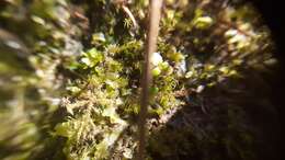 صورة Riccardia chamedryfolia (With.) Grolle