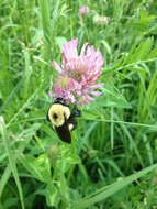 Image of Brown-belted Bumblebee