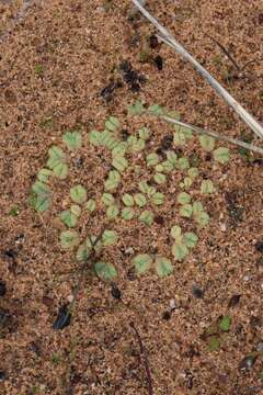 Image of Riccia bullosa Link