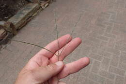 Image of hairy crabgrass