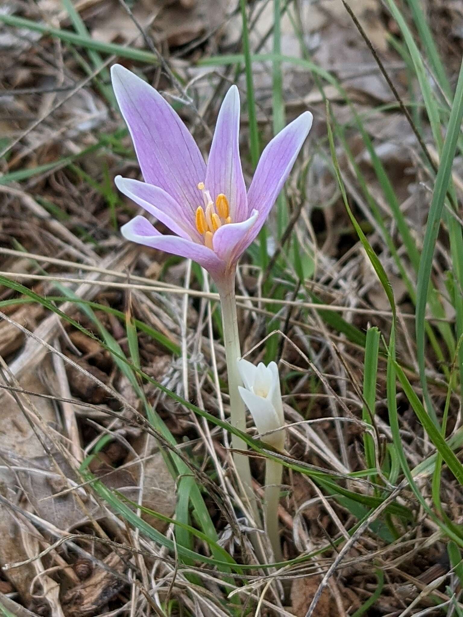 صورة Colchicum longifolium Castagne