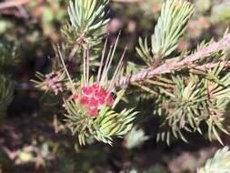 Image of Darwinia fascicularis Rudge