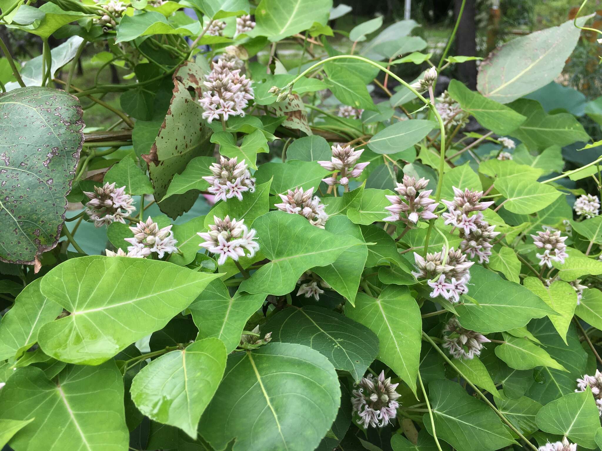 Image of Cynanchum rostellatum (Turcz.) Liede & Khanum