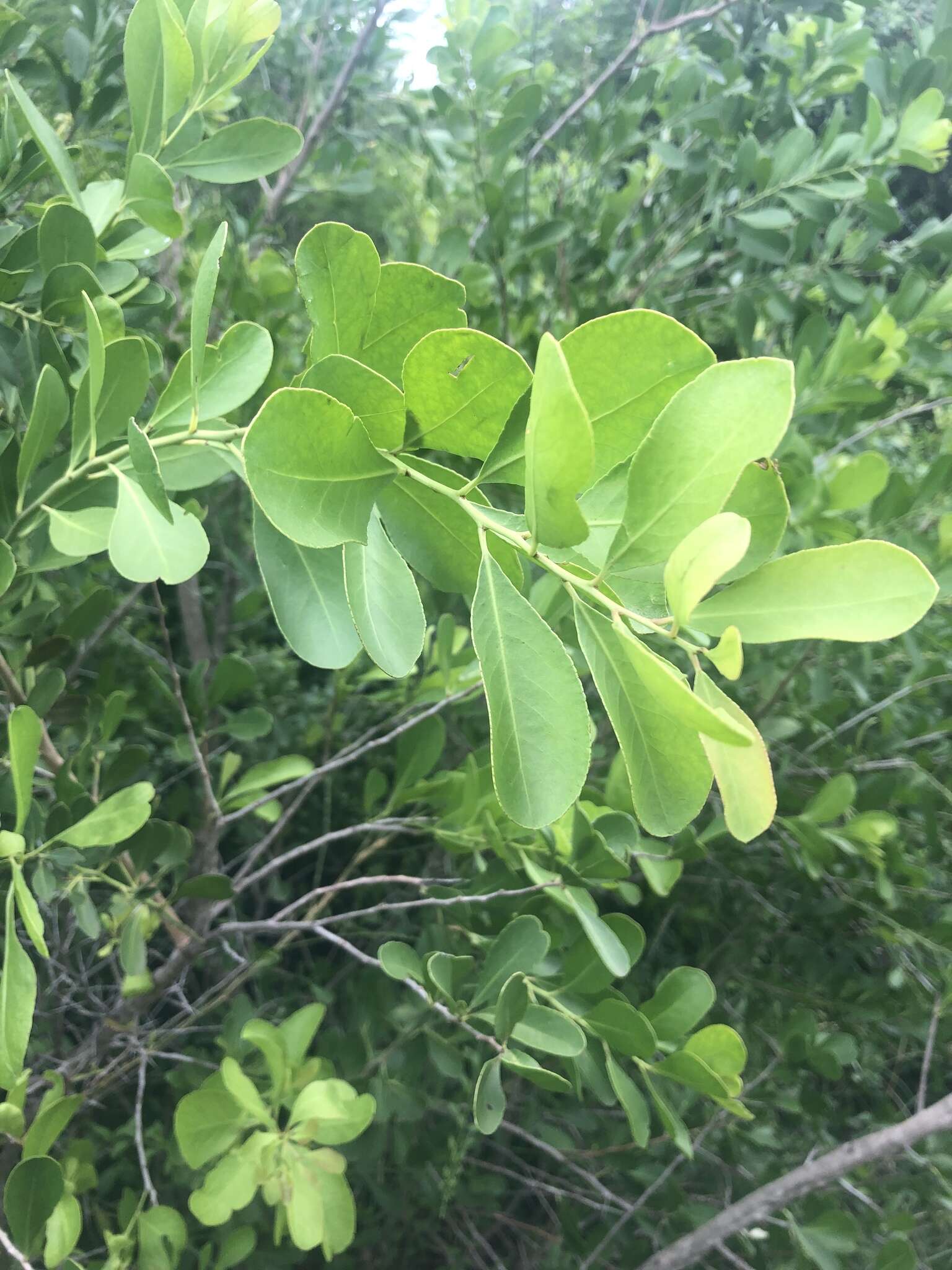 Image of Confetti tree