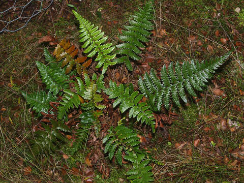 Image de Polystichum wawranum (Szyszyl.) Perrie