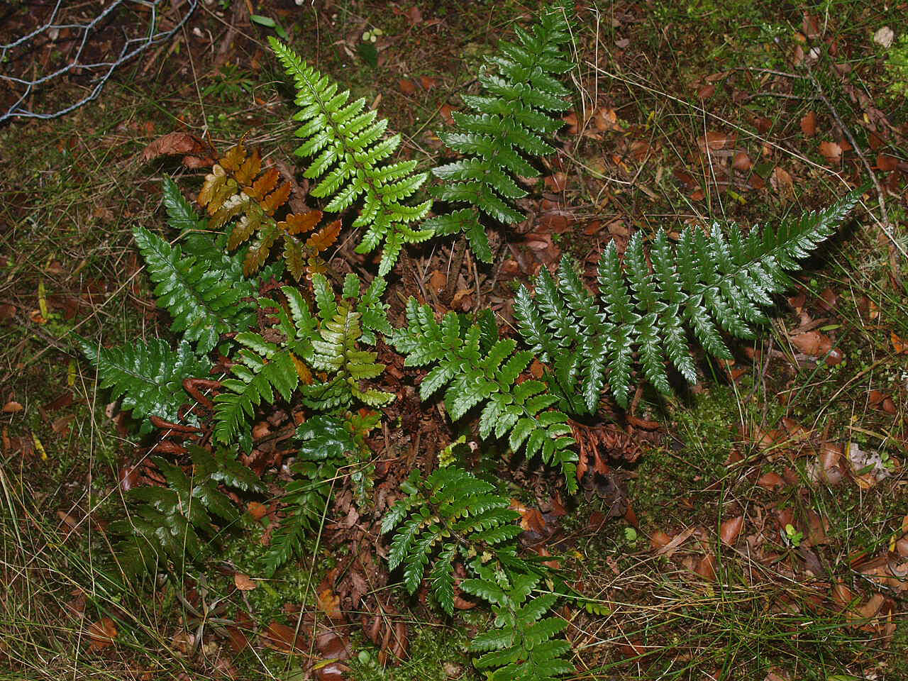 Image de Polystichum wawranum (Szyszyl.) Perrie