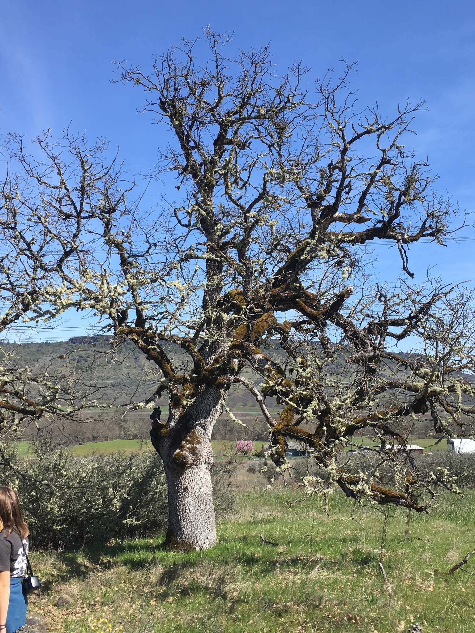 Image of Oregon white oak