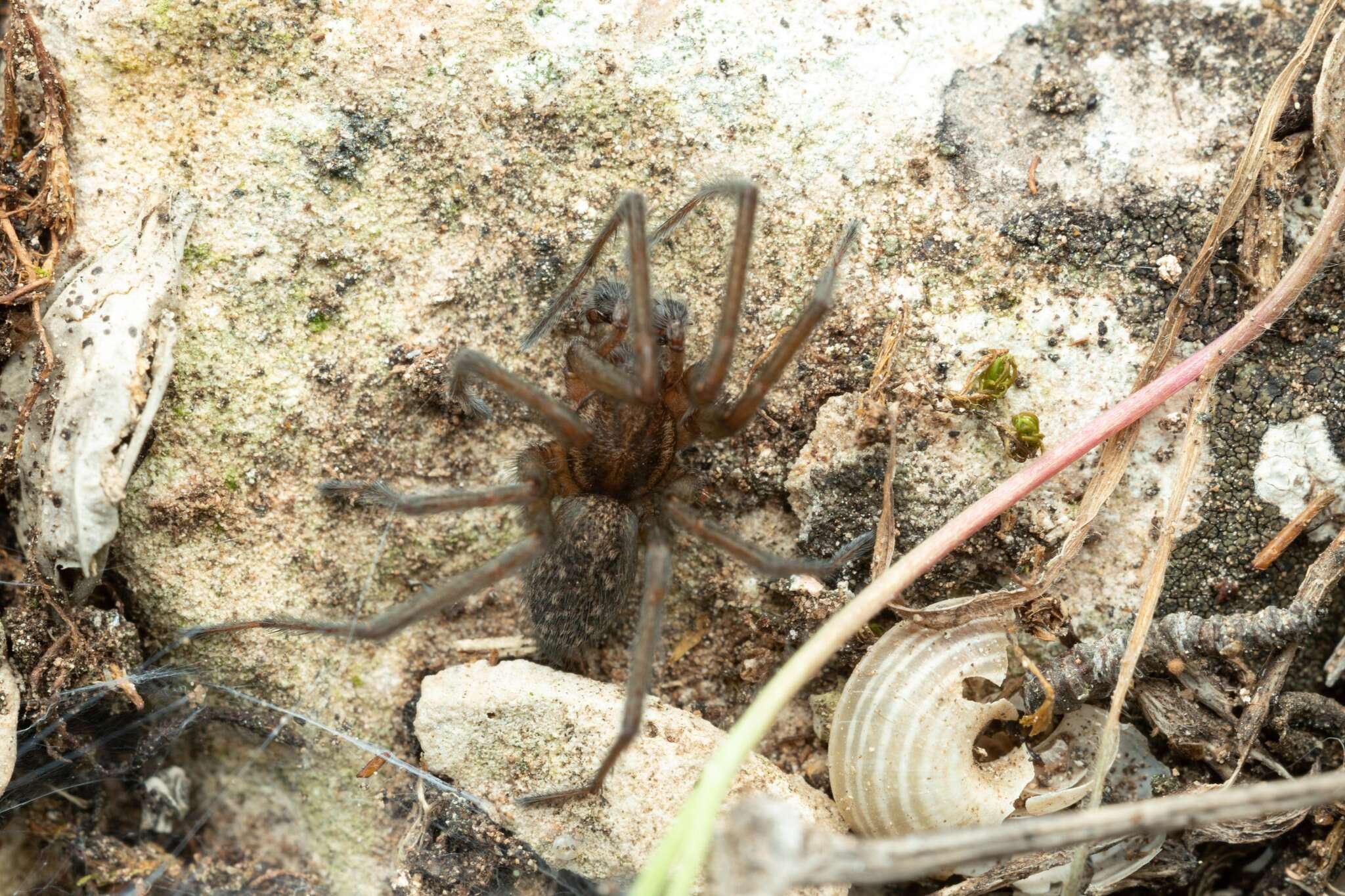 Image of Eratigena picta (Simon 1870)