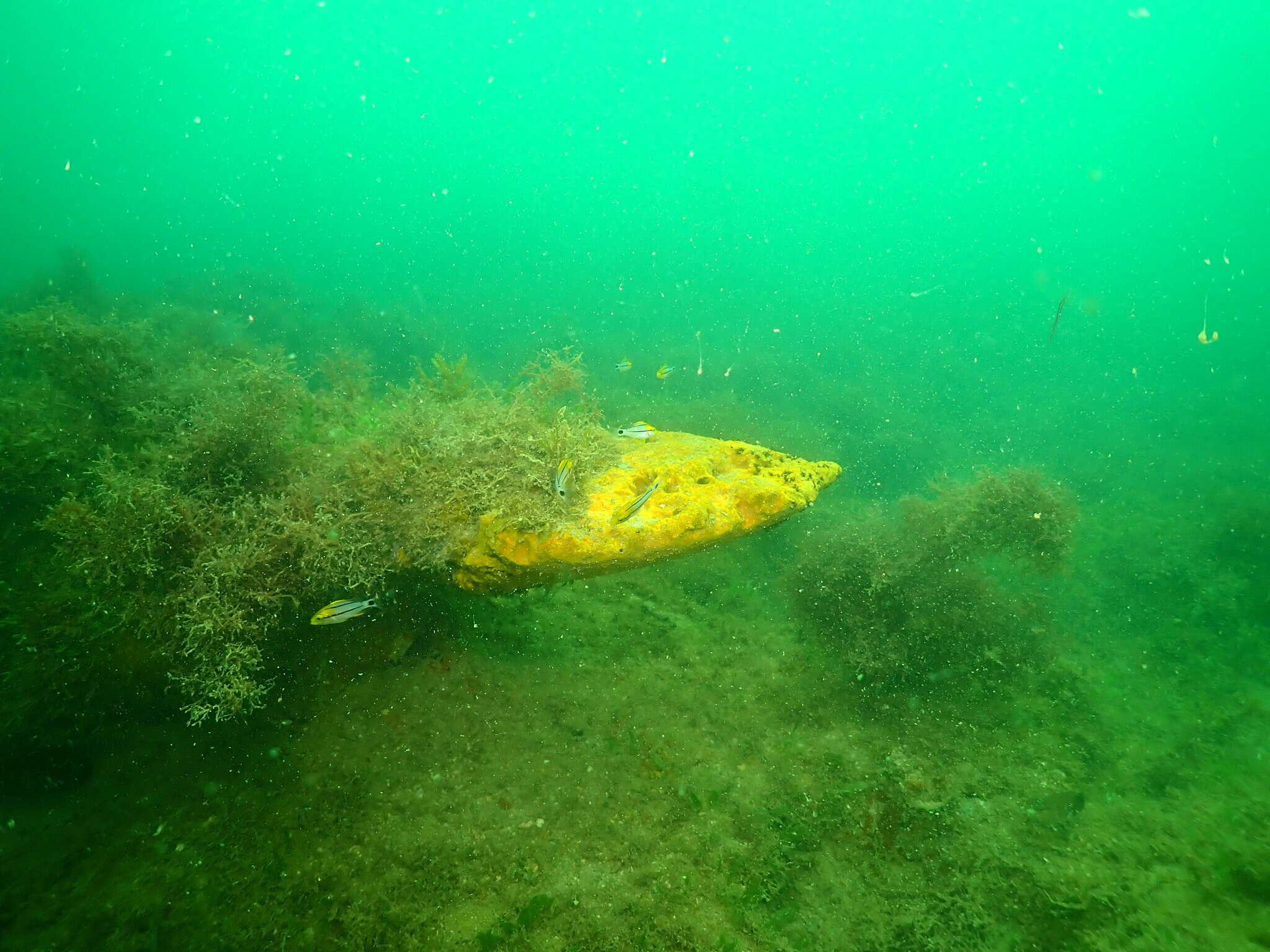 Image of red boring sponge