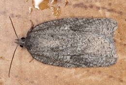 Imagem de Acleris roscidana