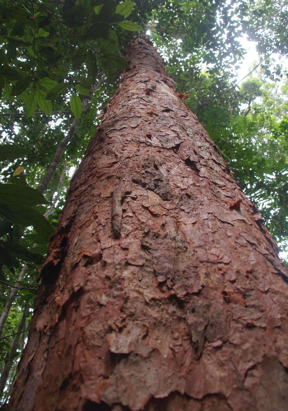 Image of Syzygium papyraceum B. P. M. Hyland