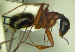 صورة Camponotus sanctus Forel 1904