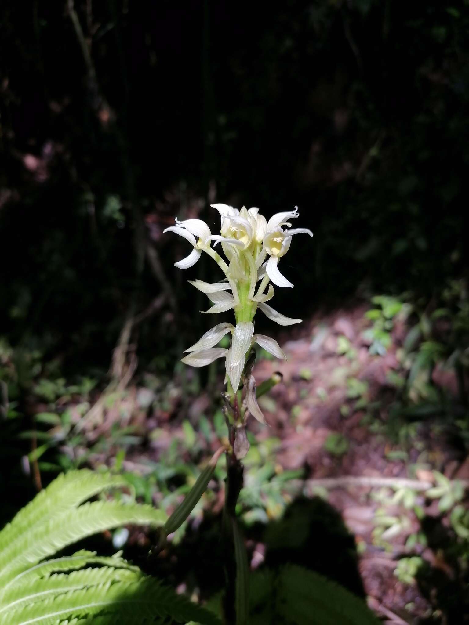 Image of Govenia alba A. Rich. & Galeotti