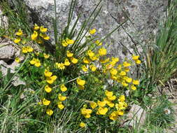 Image of Calceolaria parviflora Gill. ex Benth.