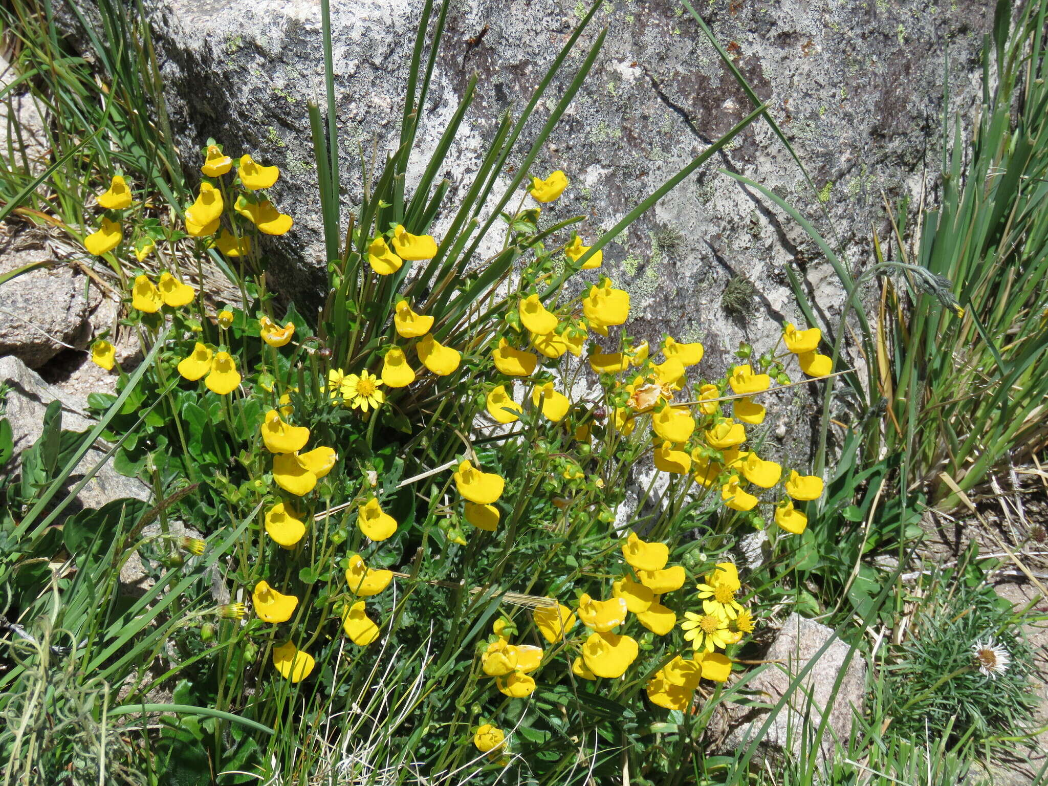 Image of Calceolaria parviflora Gill. ex Benth.