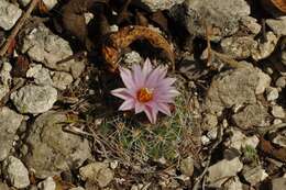 Sivun Turbinicarpus saueri subsp. knuthianus (Boed.) Lüthy kuva