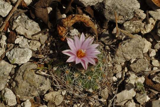 Image of Turbinicarpus saueri subsp. knuthianus (Boed.) Lüthy