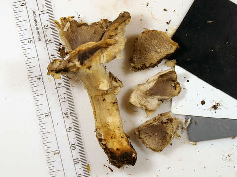 Слика од Tricholoma luteomaculosum A. H. Sm. 1942