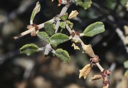 Image of ceanothus