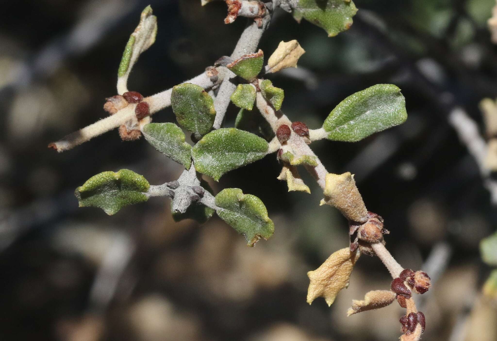 Image of ceanothus