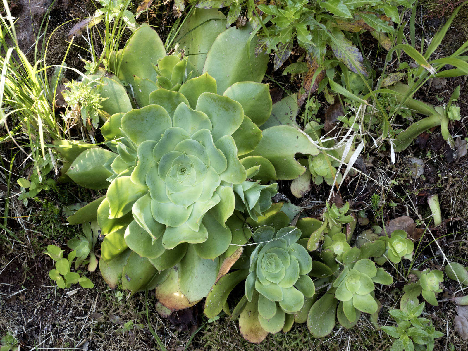 Image of Aeonium cuneatum Webb & Berth.