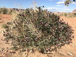 Sivun Astragalus preussii A. Gray kuva